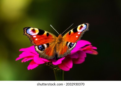 A peacock butterfly drinks nectar while sitting on the petals of a pink flower close-up on a dark background.