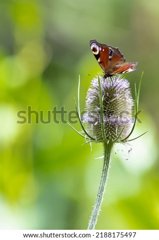 Peacock Butterfly Feeding on Teasel Flowers