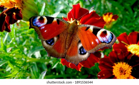 The  peacock  butterfly on the flower. Colorful butterfly. Insect and flowers.