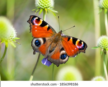 Peacock Butterfly On Gypsy Rose