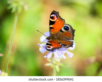 Peacock Butterfly On Gypsy Rose