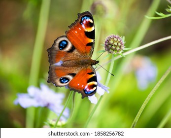 Peacock Butterfly On Gypsy Rose