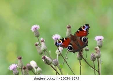 Peacock butterfly on purple thistle flower. Peacock butterfly (Aglais io). European butterflies  - Powered by Shutterstock