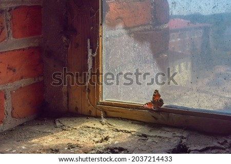 A peacock butterfly sits on the dusty window of an old bell tower. City square on a blurred background. The concept of striving for light.