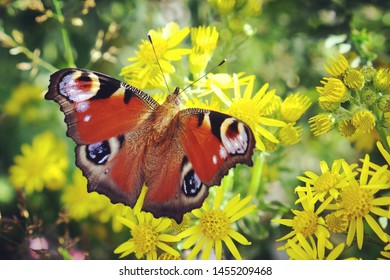 A Peacock Butterfly Sitting On Yellow Ragwort In A Wildflower Meadow, Surrey, UK