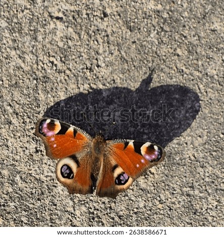 peacock butterfly uk beautiful nature insect. 