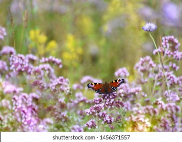 Peacock Butterfly In A Wild Flower Meadow In The UK In July