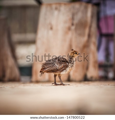 peacock chick