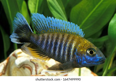 Peacock Cichlid Or Emperor Cichlid, Aulonocara Nyassae  