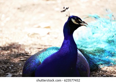 Peacock close up