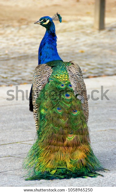 Peacock in Cristal Palace gardens, Oporto, Portugal