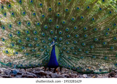 13,470 Peacock Dance Images, Stock Photos & Vectors | Shutterstock