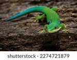 The Peacock Day Gecko (Phelsuma quadriocellata) is a brightly colored species found in Madagascar.