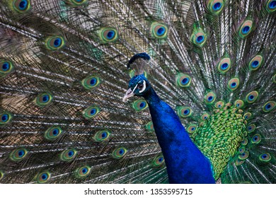 Peacock with display