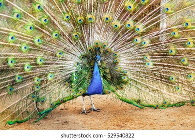 99 Peacock feather feathers tail dissolved Images, Stock Photos ...