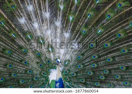 Similar – Image, Stock Photo Peacock doing a wheel, back view