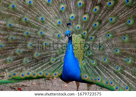 Similar – Image, Stock Photo Peacock doing a wheel, back view