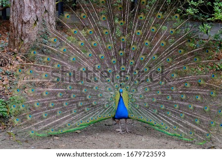 Similar – Image, Stock Photo Peacock doing a wheel, back view
