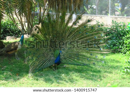 Similar – Image, Stock Photo Peacock doing a wheel, back view