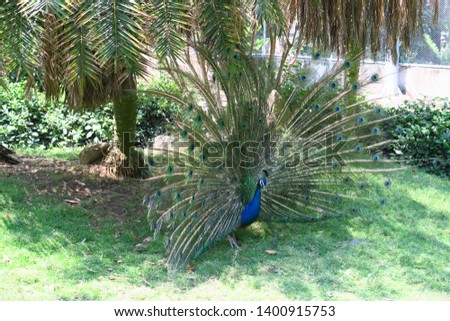 Similar – Image, Stock Photo Peacock doing a wheel, back view