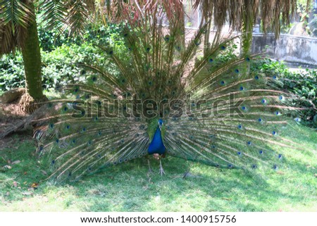 Similar – Image, Stock Photo Peacock doing a wheel, back view