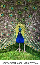 Peacock In Drummond Gardens, Perthshire