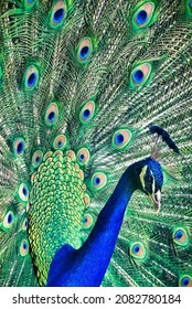 Peacock In Drummond Gardens, Perthshire