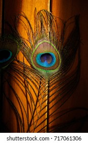 Peacock Feather