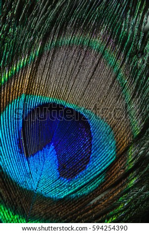 Peacock feather