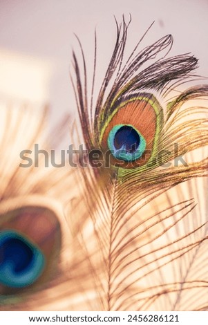 peacock feather background, mayilpeeli image, Kerala Vishu festival image