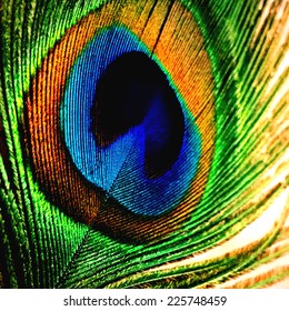 35,268 Yellow peacock Images, Stock Photos & Vectors | Shutterstock