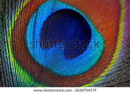 Peacock feather close up. Macro of beautiful peacock feather