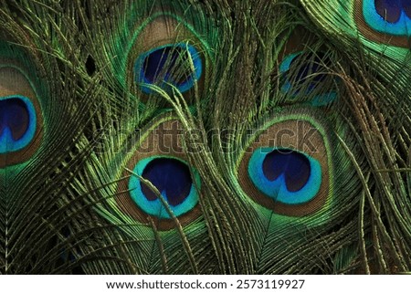 Peacock feather closeup. Selective focus.