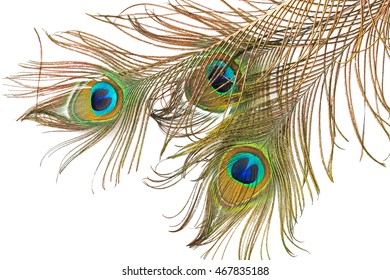 Peacock Feather Realistic Boho Style Luxury Stock Vector (Royalty Free ...