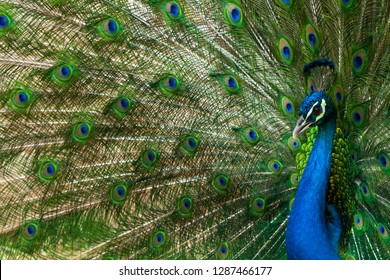 Peacock With Feather Detail. Peacock Wallpaper