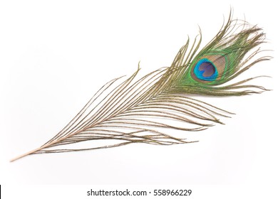 Peacock Feather Isolated On White