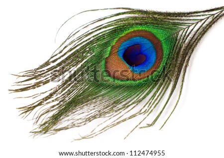 peacock feather isolated on a white background