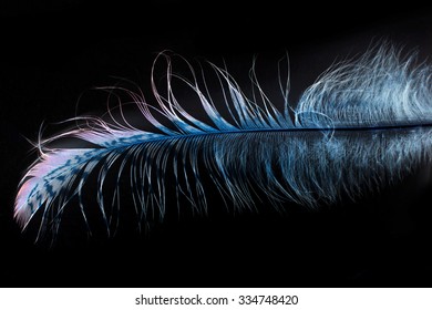 Peacock Feather On Black Background Stock Photo 334748420 | Shutterstock