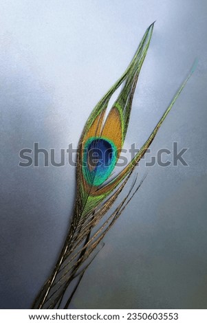 A Peacock Feather (on a plain background ) ,Eye Feather , Symbol of Purity , Prosperity and Good Luck	