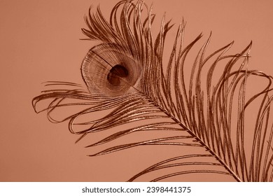 Peacock feather on a solid background. Flat lay, place for text. Peach fuzz is color of year 2024. 庫存照片
