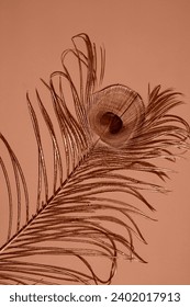 Peacock feather on a solid background. Flat lay, place for text. Peach fuzz is color of year 2024. Vertical image, flat lay.: stockfoto