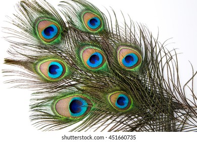 Peacock feather on  white background.