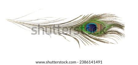 peacock feather on white isolated background