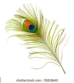 Peacock Feather Over White