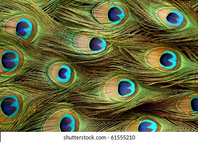 Peacock Feather Pattern Background.