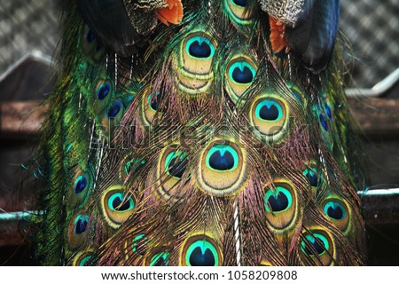 Similar – blowflies Animal