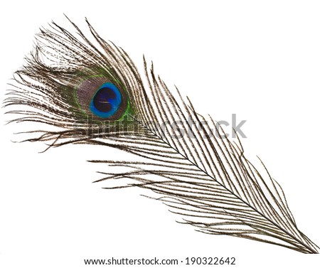 peacock feather plume isolated on white close-up 