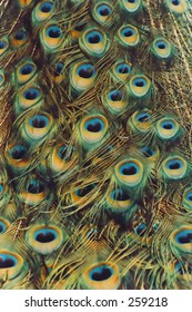 Peacock Feathers
