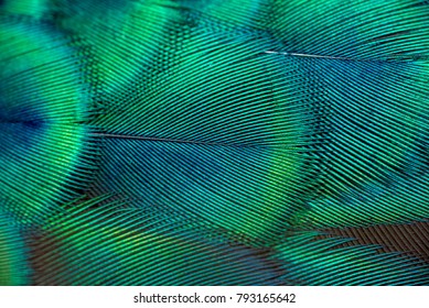 Peacock feathers in closeup - Shutterstock ID 793165642