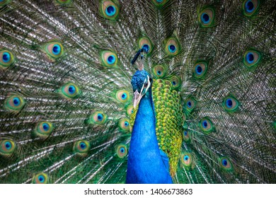 Peacock with feathers full of colors in nature